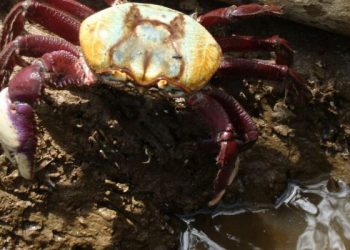 ANDADA DO CARANGUEJO – Esta semana está proibido a caça e venda no ES