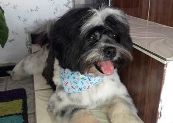 VAMOS AJUDAR? Morador do Interlagos pede ajudar para pagar cirurgia de cachorro de estimação