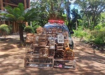 Operação “Asas Livres” 69 pássaros silvestres são apreendidos no Norte do estado