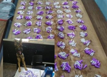 MUITA COCAÍNA – Pandora localiza mais de mil pinos de cocaína