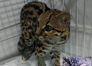 VÍDEO – Gato-maracajá é atropelado em Rio Bananal; veterinária da cidade realiza atendimento e animal passa bem