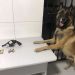 Força Tática e Cão Nill; mais uma arma de fogo fora de circulação em Linhares