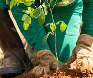 Famílias do ES vão receber apoio para desenvolver ações de restauração florestal