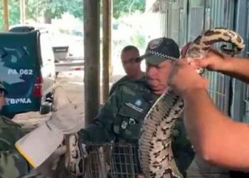 Cobra de 4 metros e 80 quilos é encontrada dentro de residência em São Mateus