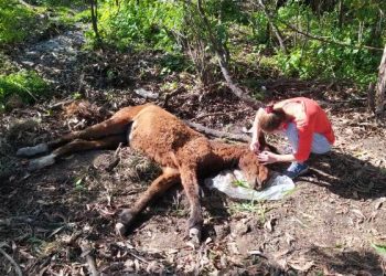 VÍDEOS – Sinais de Maus Tratos: Potra é encontrada abandonada no Jardim Laguna. Veja carinho dos voluntários com o animal