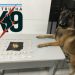 ARAÇÁ – Cão Nill entra em cena e PM faz apreensões de crack e cocaína