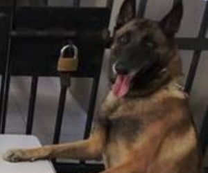 Equipes da Força Tática e K9 realizam apreensão de crack, cocaína e maconha no bairro Araçá