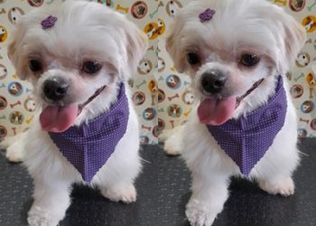 Por onde anda a “NINA”?  Ajudem a encontrar a Nina, ela é de uma criança de 4 anos