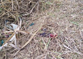 FOTO – Duas ossadas humanas são encontradas no Córrego Farias em Linhares