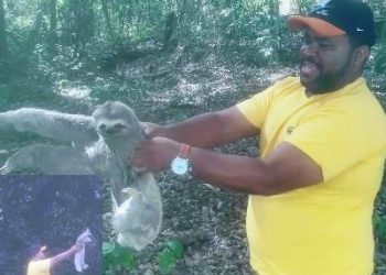 VÍDEOS – “Ganhei meu dia”, diz representante comercial de Linhares, após ajudar Bicho-preguiça na BR 101, em São Mateus