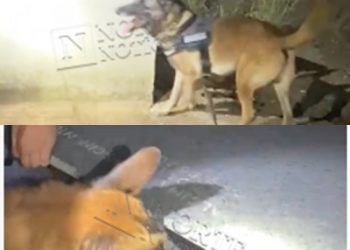VÍDEO FLAGRANTE – Cão Nilll age dentro de cemitério em Linhares e encontra munições em catatumba