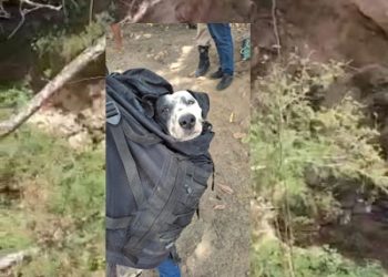 HERÓIS – profissionais do Corpo de Bombeiros de São Mateus resgatam cadela, em cratera, com aproximadamente 40 metros de profundidade.