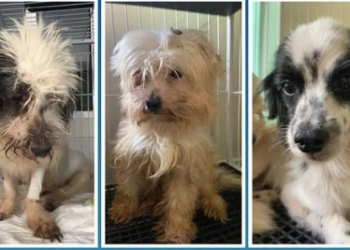 Mulher é presa por maus-tratos e 53 cachorros são resgatados em Aracruz