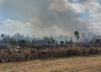 Vídeos – Fogo atinge Floresta Nacional de Goytacazes, em Linhares, e área estimada em cerca de 15 campos de futebol é queimada