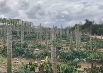 150 Mil de prejuízo – plantação de mamão e café é destruída no Norte do ES. Saiba o que diz a Polícia
