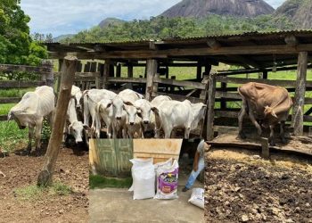 Suspeitos de furto e receptação de gados e ração são presos, durante operação da Polícia Civil, em Rio Bananal