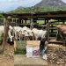 Suspeitos de furto e receptação de gados e ração são presos, durante operação da Polícia Civil, em Rio Bananal
