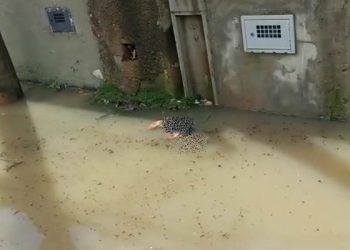 ATUALIZAÇÃO:VÍDEO – Cachorro leva choque e morre eletrocutado em Povoação. Moradores reclamam da EDP e relatam que pessoas também levam choque