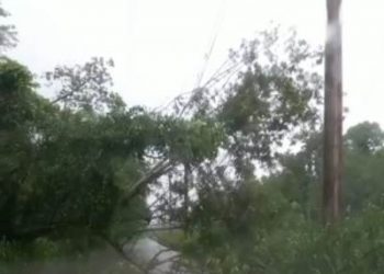 VÍDEO – Árvore cai e interdita Estrada de Jataipeba, em Linhares