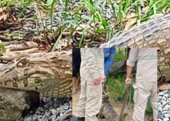 SUSTO – Jacaré aparece em quintal de residência no bairro São José, em Linhares. Veja o vídeo