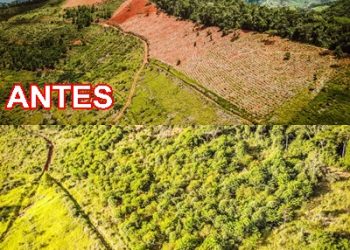 Gestão de restauração florestal e recuperação ambiental na Bacia do rio Doce é eleita uma das melhores do país