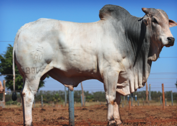 Inscrições do processo seletivo para realização de Inseminação Artificial em Bovinos até terça-feira, dia 24