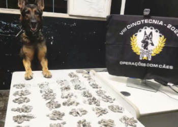 Cadela Pandora localiza quase 400 buchas de maconha em Barra do Riacho