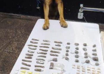 Cadela Pandora localiza maconha, crack e cocaína