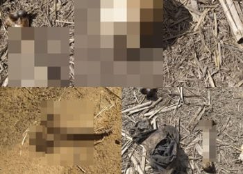 MISTÉRIO: ossada humana é encontrada em canavial, na cidade de Linhares, e próximo aos restos mortais havia documento e placas de 3 veículos