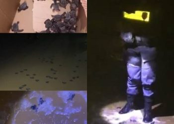 VÍDEOS – Policiais militares e população salvam diversos filhotes de  tartarugas no Pontal do Ipiranga