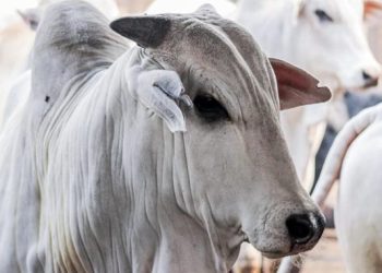 Vendas de carne bovina à China são suspensas após caso de vaca louca