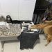 VÍDEO – Força Tática e K-9 Localizam balde enterrado com submetralhadora, pistola, munições e muita droga no bairro Santa Cruz, em Linhares