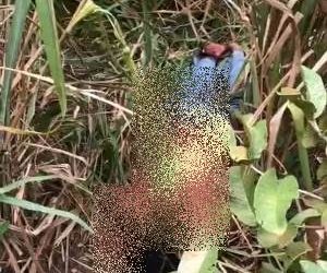 Jeferson é perseguido, alvejado por disparos de arma de fogo e morre em terreno baldio em Sooretama