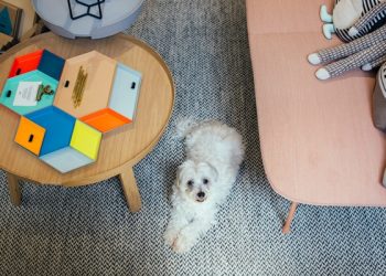 Desembargador julga extinta ação que pedia guarda compartilhada de animal de estimação