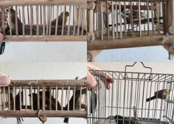 Contrabando de pássaros – PM apreende pássaros em gaiolas dentro de porta malas de carro em Rio Bananal