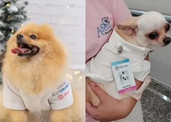 Cães terapeutas têm até jaleco e crachá para visitar pacientes em hospital do ES