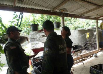 Confirmado caso de gripe aviária em ave encontrada em Regência