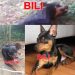 Bili, o pequeno, “grande herói” salva quatro crianças das garras do cão rottweiler, mas ele está entre a vida e a morte
