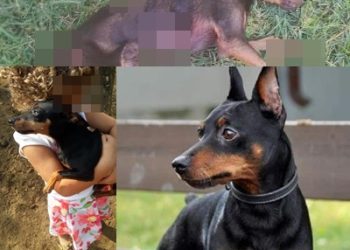 Tristeza – Bili não resiste e morre