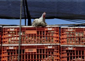 Gripe aviária: ES investiga quatro casos suspeitos em humanos; 34 foram descartados