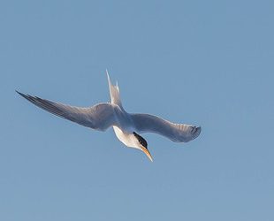 Aves em Linhares e em mais 3 municípios do ES apresentam sintomatologia suspeita de influenza aviária (vírus H5N1)