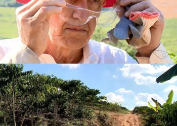 Acidentes durante colheita de café aumentam no ES e acendem alerta para uso de equipamentos de proteção
