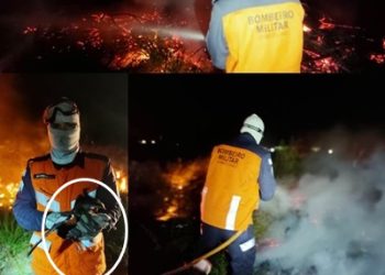Incêndio de grandes proporções é combatido pelo Corpo de Bombeiros, e os heróis ainda salvaram vários animais. Eles fizeram alerta importante