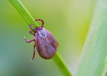 Febre maculosa: sete cidades do Espírito Santo tiveram casos esse ano