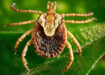 Febre maculosa: morte de morador de Sooretama é investigada pela Sesa