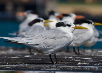 Mais 4 casos de gripe aviária em aves silvestres são confirmados no ES