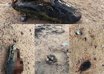 Morador encontra duas cabeças de Jacarés, em loteamento de Linhares