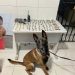 Polícia Militar apreende mais de 100 buchas de maconha, arma de fogo e farta munição, no Santa Cruz, em Linhares