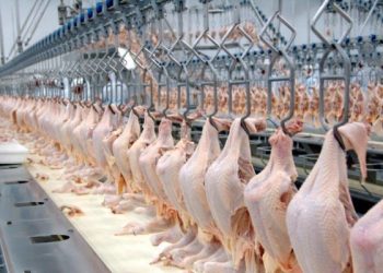 Frigorífico e abatedouro de aves em linhares, terá que doar 10 toneladas de de coxa e sobrecoxa de frango, após acordo trabalhista