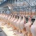 Frigorífico e abatedouro de aves em linhares, terá que doar 10 toneladas de de coxa e sobrecoxa de frango, após acordo trabalhista